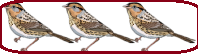 Three Birds