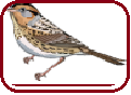 Birs