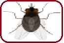 Fly
